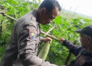 Polsek Sukodono Cek Ketahanan Pangan Sayuran Oyong di Desa Bangsri