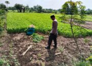 Sambangi Lahan Sayur Warga, Bhabinkamtibmas Modong Dukung P2B dan Swasembada Pangan