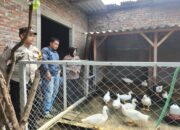 Budidaya Bebek Mentog di Ketajen Diharapakan Dukung Ketahanan Pangan Polresta Sidoarjo