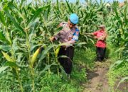 Bhabinkamtibmas Desa Kesambi Dukung Ketahanan Pangan, Melalui Penanaman Jagung di Lahan Pekarangan Pangan Bergizi