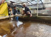 Sinergi Warga dan Aparat Desa Ketajen Wujudkan Ketahanan Pangan Lewat Budidaya Ikan Nila