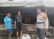 Dukung Program Ketahanan Pangan, Polsek Tanggulangin Tinjau Peternakan di Desa Putat