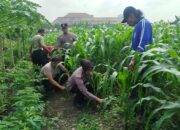Dukung Program Ketahanan Pangan, Bhabinkamtibmas Polsek Waru Kontrol Lahan Jagung Warga