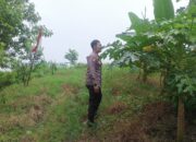 Polisi Cinta Petani, Bhabinkamtibmas Polsek Jabon Tinjau Lahan Pangan Warga Balong Tani