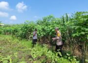 Polisi Cinta Petani, Bhabinkamtibmas Kemantren Ajak Warga Manfaatkan Lahan Kosong untuk Tanam Sayur