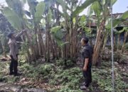 Bhabinkamtibmas Imbau Warga Rawat Pohon Pisang Wujudkan Swasembada Pangan Mandiri