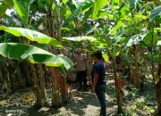 Bhabinkamtibmas Kenongo Motivasi Warga Kembangkan Lahan Pisang, Wujudkan Asta Cita Presiden Prabowo