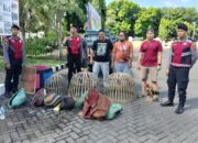 Polres Situbondo Grebek Arena Sabung Ayam di Panarukan, Pelaku Kabur Tinggalkan Barang Bukti