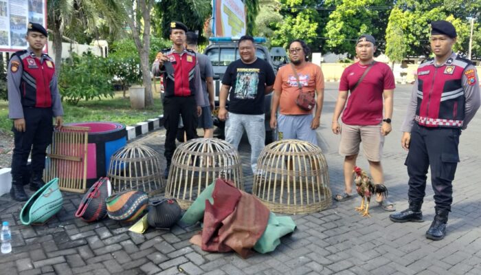 Polres Situbondo Grebek Arena Sabung Ayam di Panarukan, Pelaku Kabur Tinggalkan Barang Bukti