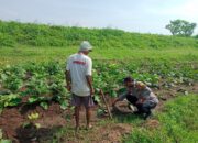 Polsek Jabon Gandeng Petani Desa Semambung, Dorong Ketahanan Pangan Lewat Budidaya Sayuran
