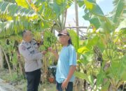 Bhabinkamtibmas Sidokepung Dampingi Warga Budidaya Pisang untuk Ketahanan Pangan