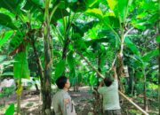 Bhabinkamtibmas Polsek Sukodono Tinjau Ketahanan Pangan di Kebun Pisang Ambon