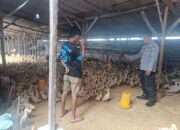 Polsek Porong Dorong Ketahanan Pangan Polresta Sidoarjo, Kunjungi Peternakan Bebek di Pesawahan
