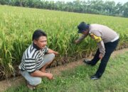 Bhabinkamtibmas Waruberon Sambang Petani Penggerak Ketahanan Pangan