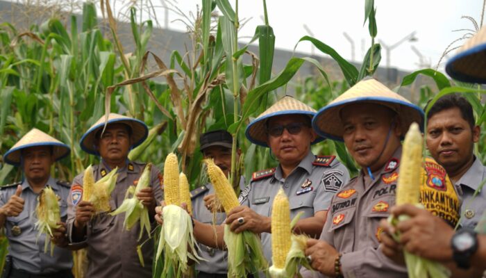 Tingkatkan Produktifitas Ketahanan Pangan, Lapas Kelas I Surabaya di Porong Panen Jagung Manis