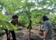 Polsek Taman Tinjau Perkembangan Lahan Ketahanan Tanaman Pepaya di Kelurahan Sepanjang