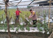 Bhabinkamtibmas Desa Jiken Tinjau Lahan Cabai, Dukung Ketahanan Pangan Bergizi