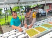 Polsek Taman Tinjau Perkembangan Ketahanan Pangan Sayur Hidroponik