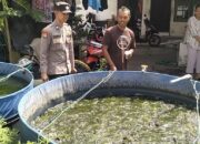 Polsek Taman Tinjau Ketahanan Pangan Budidaya Lele di Desa Krembangan