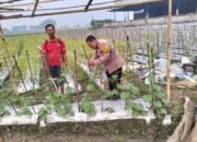 Bhabinkamtibmas Desa Jiken Tinjau Lahan Sayur, Wujudkan Ketahanan Pangan Bergizi