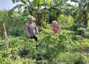 Polsek Tulangan Optimalkan Ketahanan Pangan Polresta Sidoarjo, Kunjungi Perkebunan Cabai Warga Kemantren