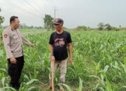 Kapolsek Tarik Gerakkan Polisi Cinta Petani, Cegah Gagal Panen