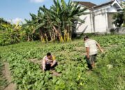 Polsek Tulangan Optimalkan Lahan Sayur Guna Dukung Ketahanan Pangan