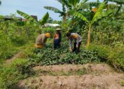 Polsek Gedangan Motivasi Ketahanan Pangan ke Petani Desa Keboananom