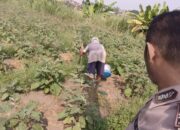 Bhabinkamtibmas Desa Tambak Kalisogo Tinjau Lahan Sayuran untuk Program Ketahanan Pangan Bergizi