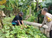 Polsek Jabon Tinjau Ketahanan Pangan Program P2B di Desa Tambak Kalisogo