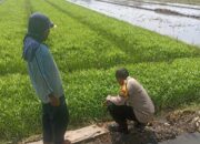 Bhabinkamtibmas Grabagan Tinjau Lahan Ketahanan Pangan Bergizi di Tulangan