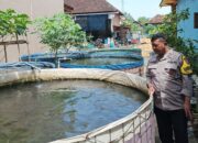 Polsek Jabon Pantau Budidaya Lele di Desa Kedungrejo, Dukung Program Ketahanan Pangan