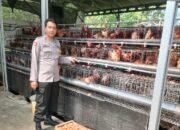 Polsek Gedangan Tinjau Peternakan Ayam, Dukung Ketahanan Pangan di Desa Keboananom