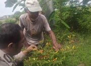Polisi Cinta Petani, Bhabinkamtibmas Jabon Bantu Warga Kelola Lahan Cabai