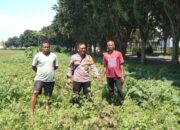 Bhabinkamtibmas Sidoarjo Dukung Ketahanan Pangan, Cek Pengelolaan Lahan P2B di Desa Gebang