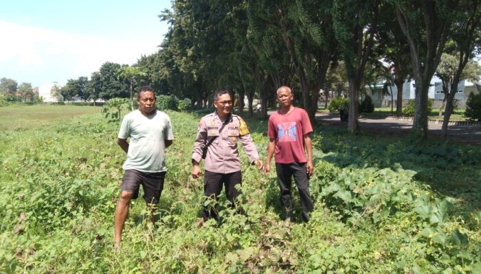 Bhabinkamtibmas Sidoarjo Dukung Ketahanan Pangan, Cek Pengelolaan Lahan P2B di Desa Gebang
