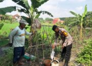 Polisi Cinta Petani, Bripka Nur Ali Turun ke Sawah Demi Ketahanan Pangan Desa