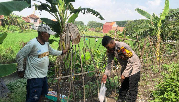 Polisi Cinta Petani, Bripka Nur Ali Turun ke Sawah Demi Ketahanan Pangan Desa