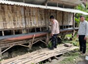 Polsek Krembung Dampingi Peternak Kambing di Desa Rejeni, Dorong Ketahanan Pangan Bergizi P2B