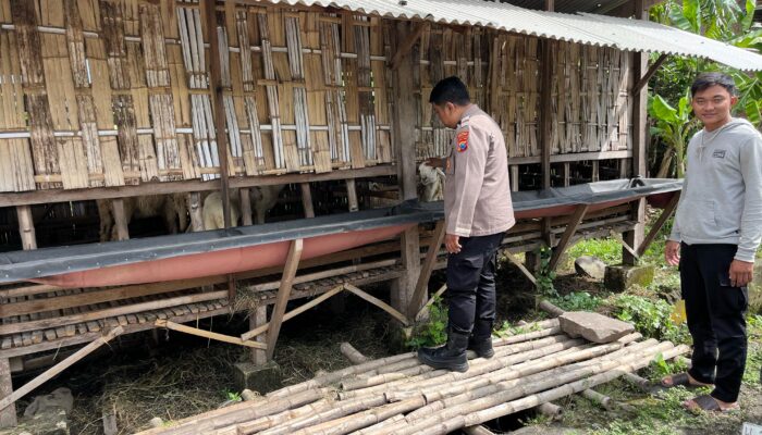 Polsek Krembung Dampingi Peternak Kambing di Desa Rejeni, Dorong Ketahanan Pangan Bergizi P2B
