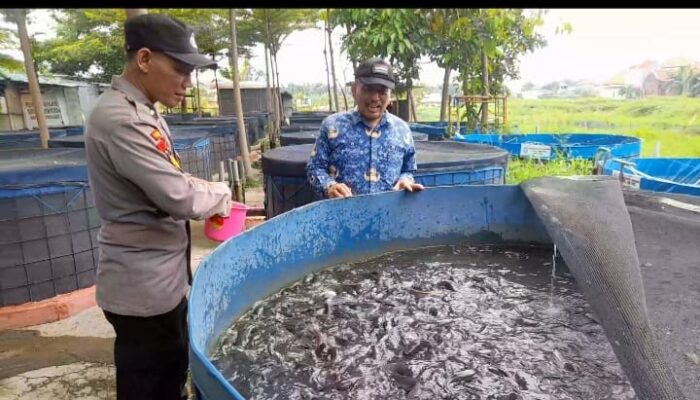 Dukung Asta Cita Presiden, Bhabinkamtibmas dan Warga Trosobo Kembangkan Budidaya Lele