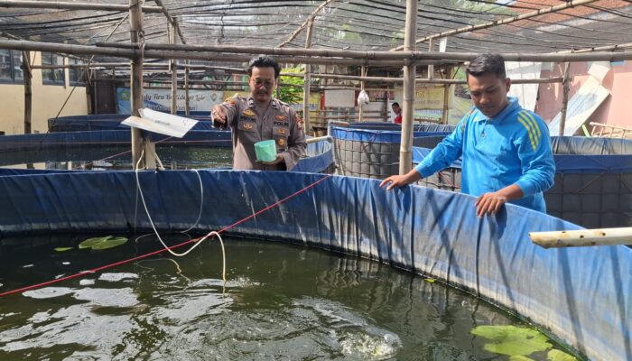 Budidaya Ikan Lele di Desa Suruh Sukodono Makin Maju, Jadi Penopang Ketahanan Pangan Polresta Sidoarjo