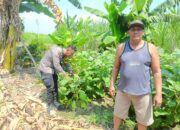 Polsek Krembung Dukung Ketahanan Pangan, Turun Langsung Dampingi Petani