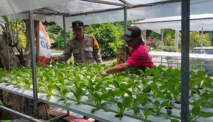 Polsek Candi Motivasi Ketahanan Pangan Lewat Sayur Hidroponik di Desa Gelam