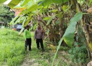 Polsek Balongbendo Dukung Ketahanan Pangan Polresta Sidoarjo, Sulap Pekarangan Tidur Jadi Lahan Produktif