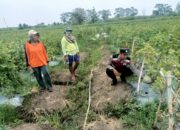 Optimalisasi Ketahanan Pangan Polresta Sidoarjo di Desa Kebakalan Porong