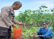 Polisi Cinta Petani, Bhabinkamtibmas Desa Kemantren Edukasi Petani Terong untuk Ketahanan Pangan