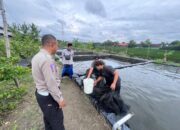 Polsek Wonoayu Salut Perkembangan Program Ketahanan Pangan pada Budidaya Ikan Mujair di Jimbaran Wetan