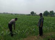 Wujud Polisi Cinta Petani di Balongbendo Kompak Pantau Perkembangan Tanaman Jagung