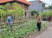 Bhabinkamtibmas Gempol sari Tinjau Lahan Ketahanan Pangan, Dukung Swasembada Sayuran Warga